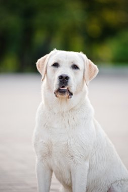Sarı Labrador köpek açık havada içinde yaz