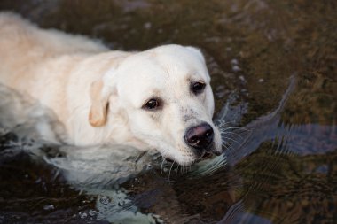 Sarı Labrador köpek açık havada içinde yaz
