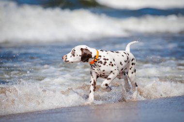 mutlu Dalmaçyalı yavru köpek sahilde