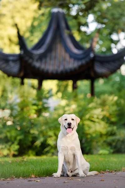 Schattig labrador hond buiten in de zomer — Stockfoto