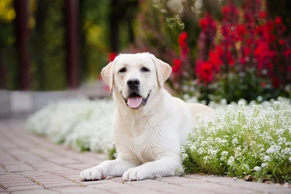 Rozkošný labrador pes venku v létě — Stock fotografie