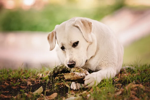 Adorable labrador dog outdoors in summer — Stock Photo, Image