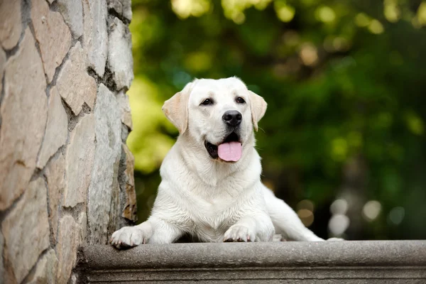 Schattig labrador hond buiten in de zomer — Stockfoto