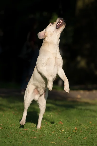 Счастливая активная собака лабрадор на улице — стоковое фото