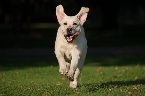 Glada aktiva labrador hund utomhus — Stockfoto