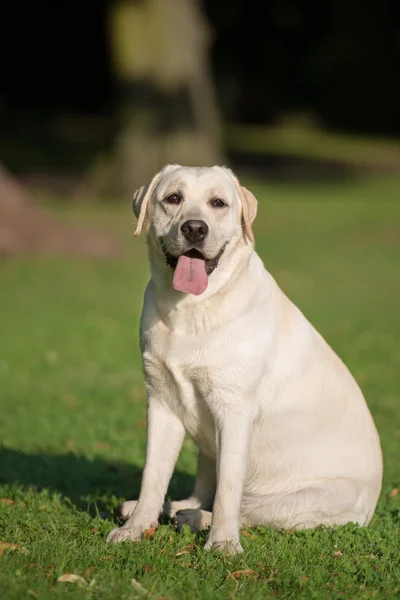 夏季には屋外の愛らしいラブラドール犬 — ストック写真