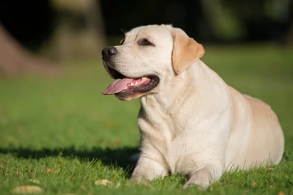 Ładny pies labrador na zewnątrz w lecie — Zdjęcie stockowe