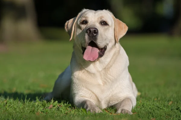 Entzückender Labrador-Hund im Sommer draußen — Stockfoto