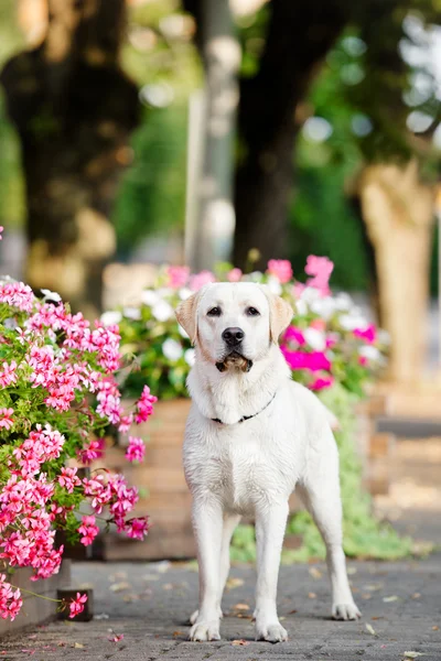 Gele labrador hond buiten in zomer — Stockfoto