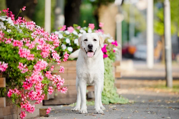 Gele labrador hond buiten in zomer — Stockfoto