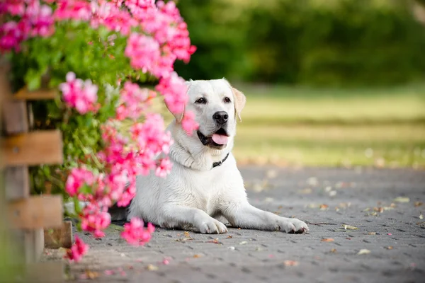 Sarı Labrador köpek açık havada içinde yaz — Stok fotoğraf