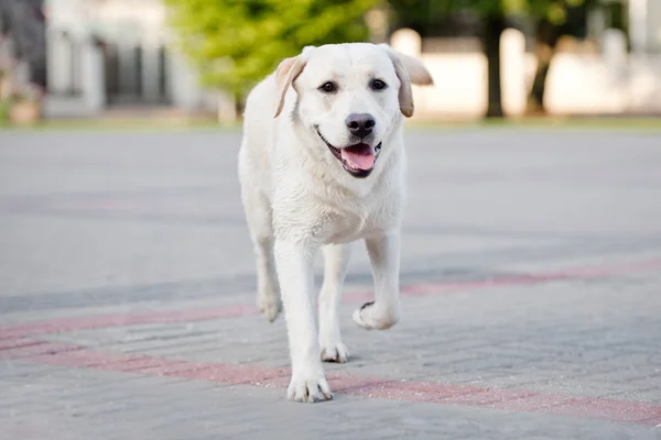 Gele labrador hond buiten in zomer — Stockfoto