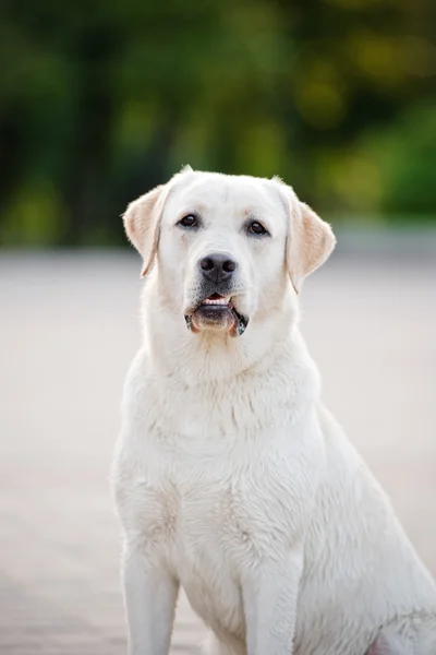 Cão labrador amarelo ao ar livre no verão — Fotografia de Stock