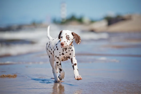 Cachorro dálmata feliz na praia — Fotografia de Stock