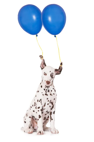 Dalmatische pup met twee ballonnen gebonden aan zijn oren — Stockfoto