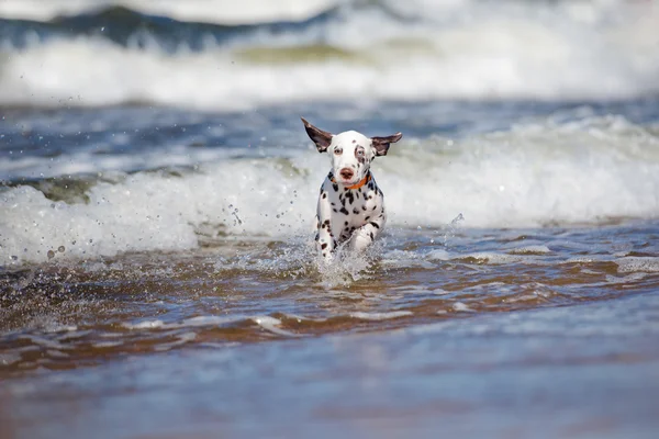 Felice cucciolo dalmata sulla spiaggia — Foto Stock