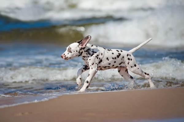 Cachorro dálmata feliz na praia — Fotografia de Stock