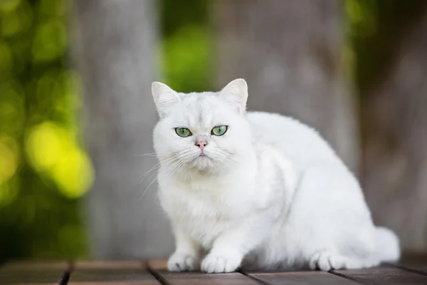 Прелестная британская короткошерстная кошка — стоковое фото