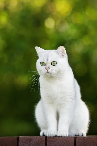 Sevimli Britanya ile ilgili stenografi kedi — Stok fotoğraf