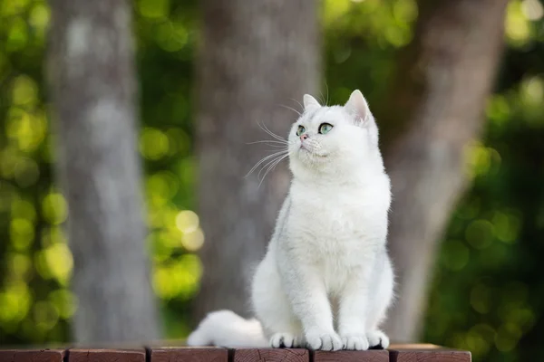 Sevimli Britanya ile ilgili stenografi kedi — Stok fotoğraf