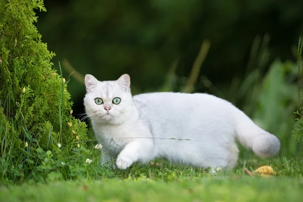 Sevimli Britanya ile ilgili stenografi kedi — Stok fotoğraf