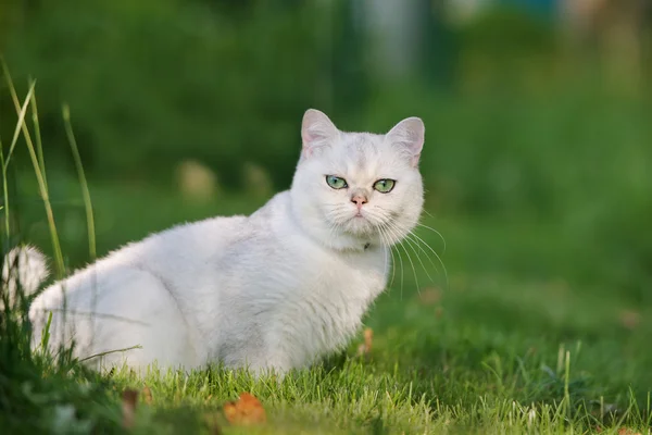 Sevimli Britanya ile ilgili stenografi kedi — Stok fotoğraf