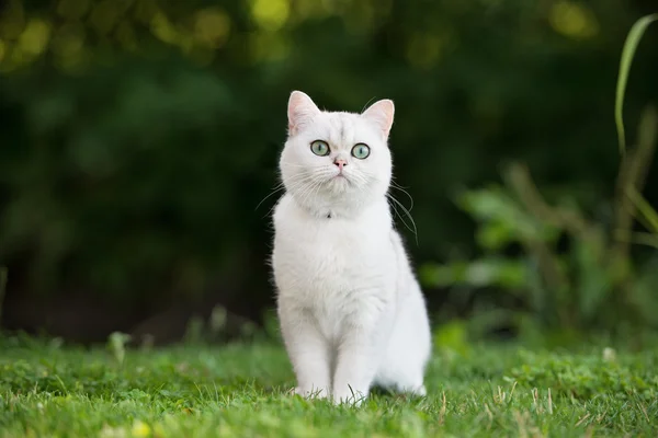 Sevimli Britanya ile ilgili stenografi kedi — Stok fotoğraf