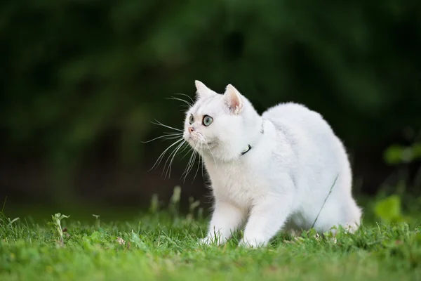 Adorable british shorthair cat — Stock Photo, Image