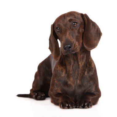 yalancılık aşağı brindle dachshund köpek