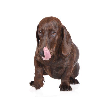 Beyaz brindle dachshund köpek