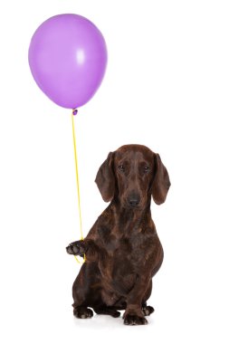 bir balon tutan dachshund köpek