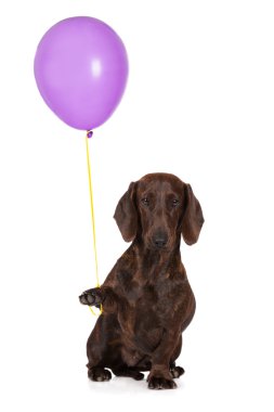 dachshund dog holding a balloon clipart
