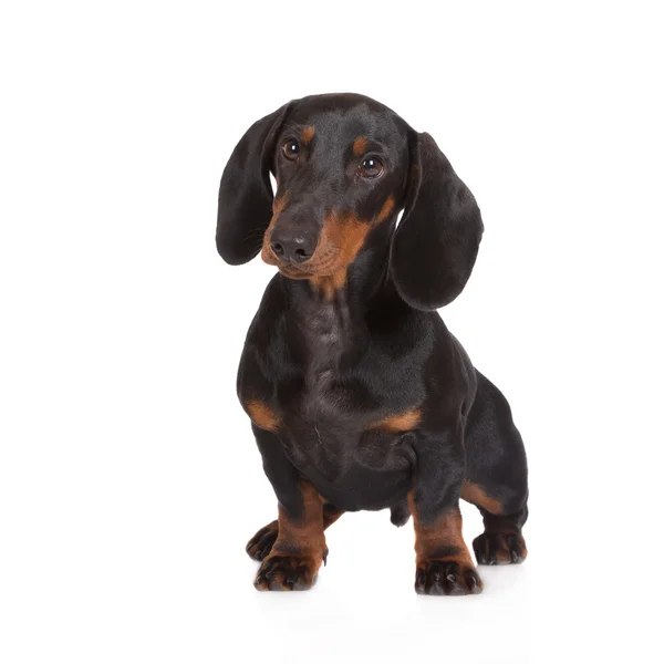 Dachshund puppy — Stock Photo, Image