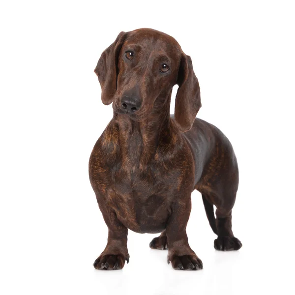 ブリンドルのダックスフント犬の地位 — ストック写真