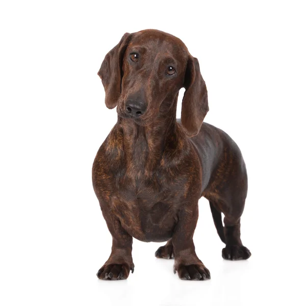 Brindle dachshund dog standing — Stock Photo, Image