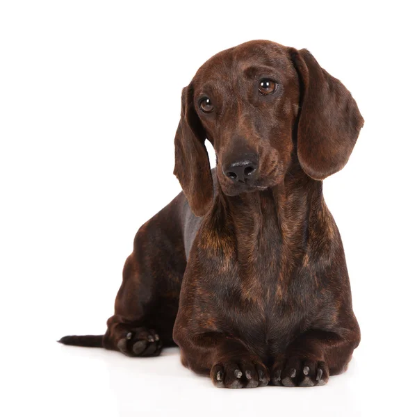 Brindle dachshund dog lying down — Stock Photo, Image