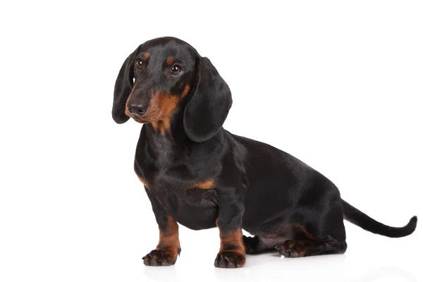 Cachorro dachshund negro —  Fotos de Stock
