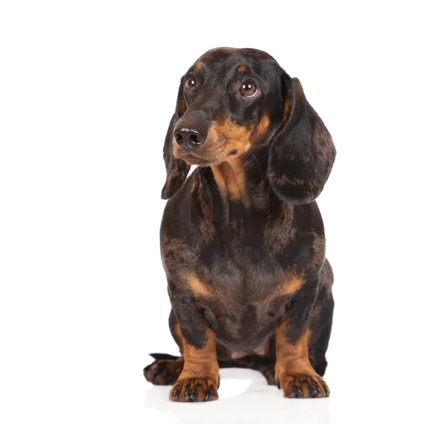 Teckel hond die zich voordeed op wit — Stockfoto