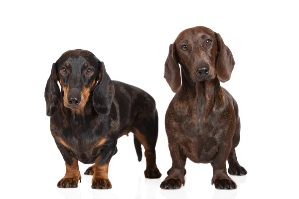 Two dachshund dogs on white — Stock Photo, Image