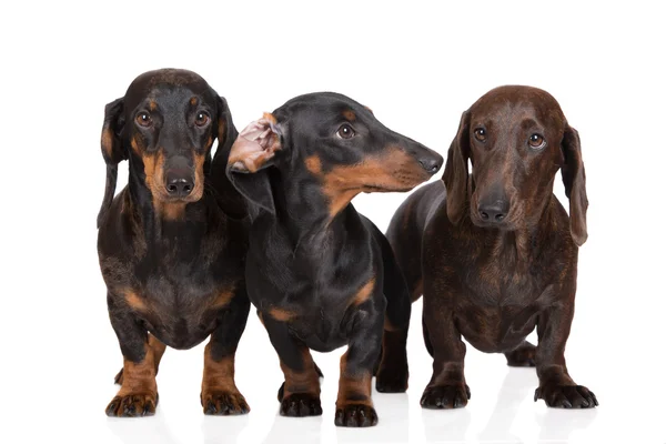 Três cães dachshund em — Fotografia de Stock