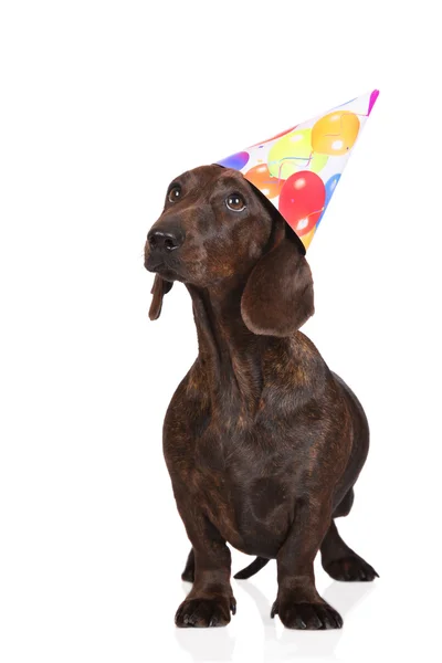 Cane bassotto in un cappello di compleanno — Foto Stock