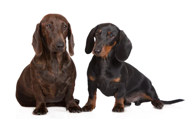 Dois cães dachshund juntos em branco — Fotografia de Stock