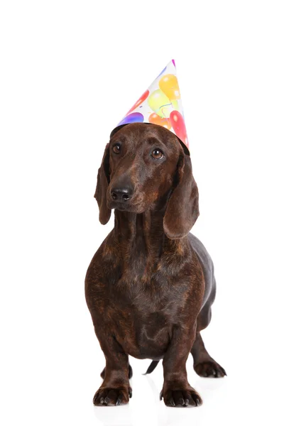 Teckel hond het dragen van een verjaardag hoed — Stockfoto