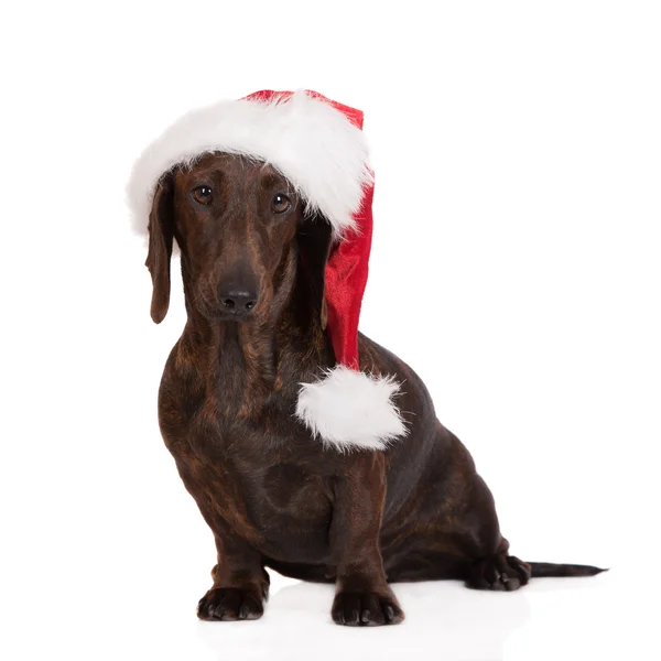 Perro salchicha en un sombrero de santa — Foto de Stock