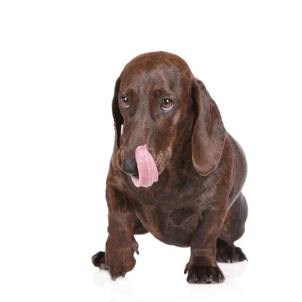 Brindle dachshund cão em branco — Fotografia de Stock