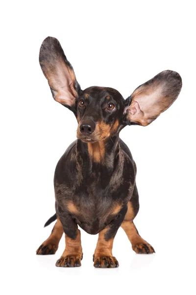 Drôle dachshund chien avec des oreilles dans l'air — Photo