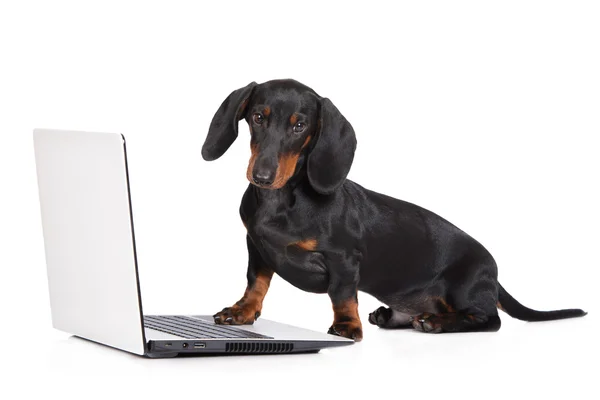 Dachshund puppy working on a computer — Stock Photo, Image