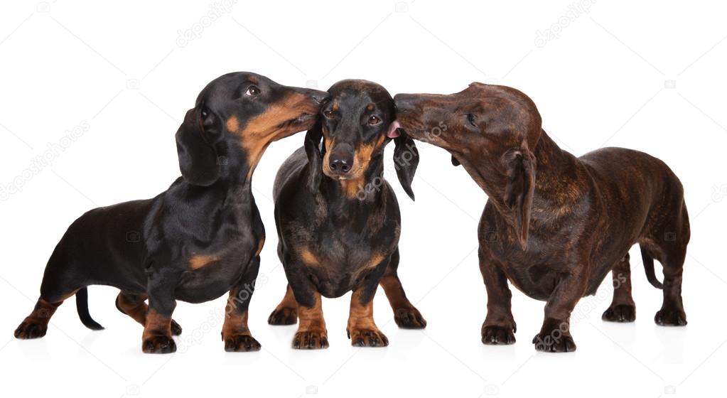 three dachshund dogs kissing