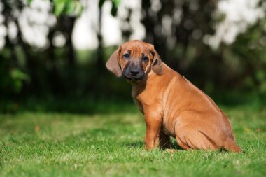çok güzel Rodezya ridgeback köpek yavrusu