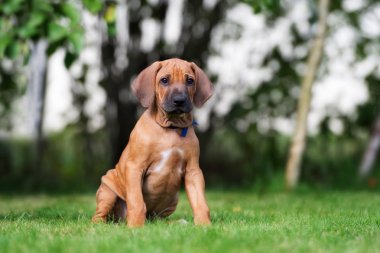 Yaz aylarında açık havada çok güzel Rodezya ridgeback köpek yavrusu